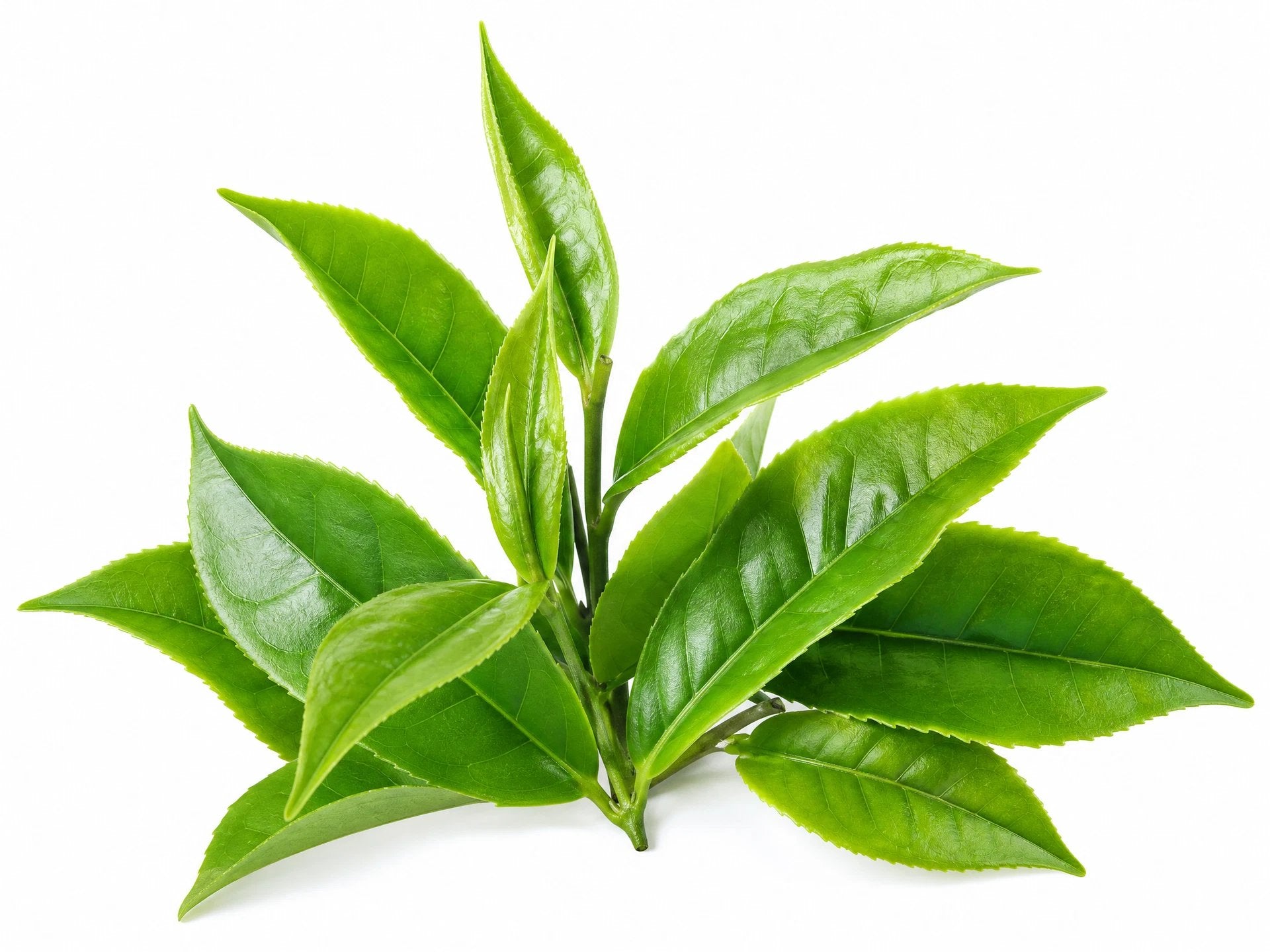 L-Theanine